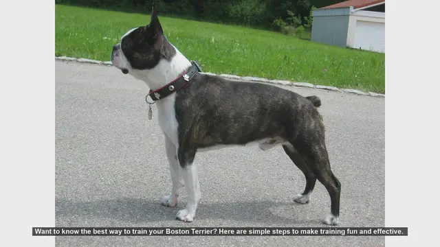 Video thumbnail for Effective and Fun Training Tips for Your Boston Terrier