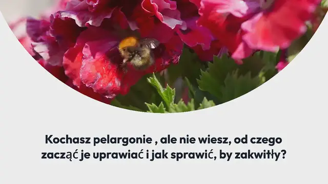 Video thumbnail for Jak uprawiać pelargonie: pielęgnacja i wskazówki, aby były bujne i piękne