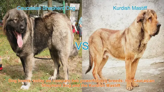 Video thumbnail for Caucasian Shepherd Dog vs. Kurdish Mastiff: A Comparison of Two Powerful Dog Breeds