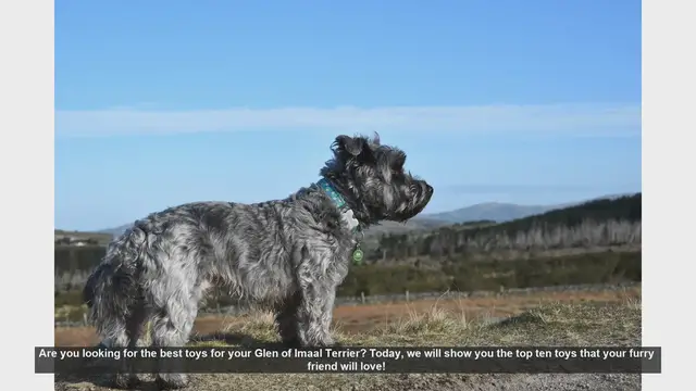 Video thumbnail for Top 10 Toys For Glen of Imaal Terrier