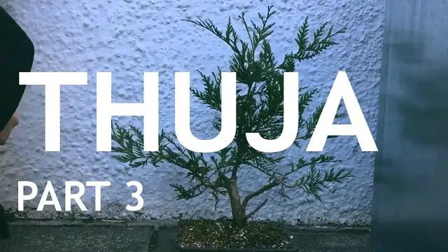 'Video thumbnail for Thuja Bonsai, 3'