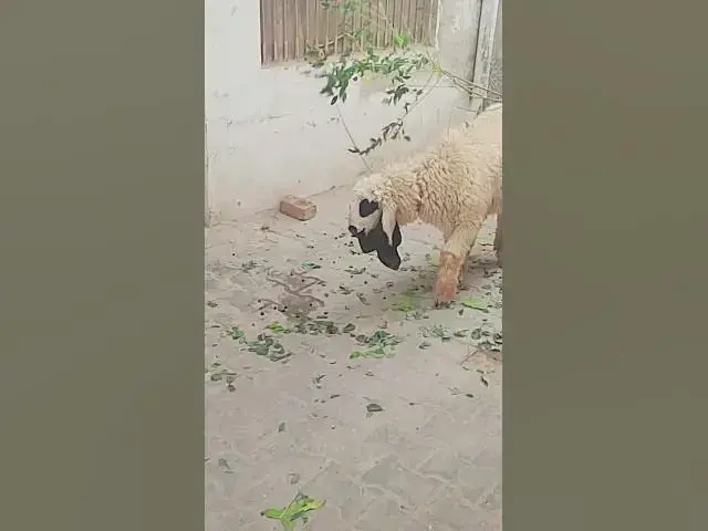 Video thumbnail for Bakra Eid Mubarak hon