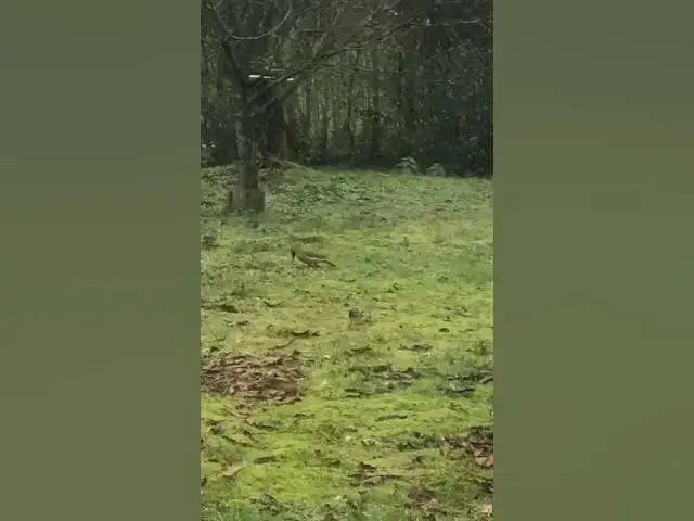 Video thumbnail for Wat is dit voor vogel?