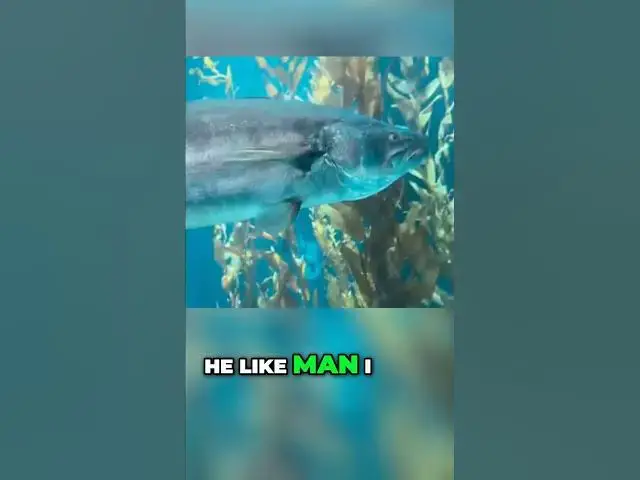'Video thumbnail for Giant Sea Bass Hates the Spotlight: Watch HIM SWIM AWAY'