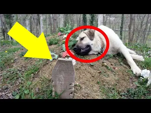 Video thumbnail for Family Dog Goes To Visit His Owner’s Grave, But What He Does There Brings Everyone To Tears
