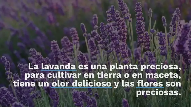 Video thumbnail for Lavanda en maceta: aquí se explica cómo cultivarla correctamente según el jardinero