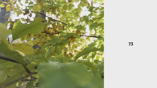 Video thumbnail for How To Growing Your Own Grapes from Seeds