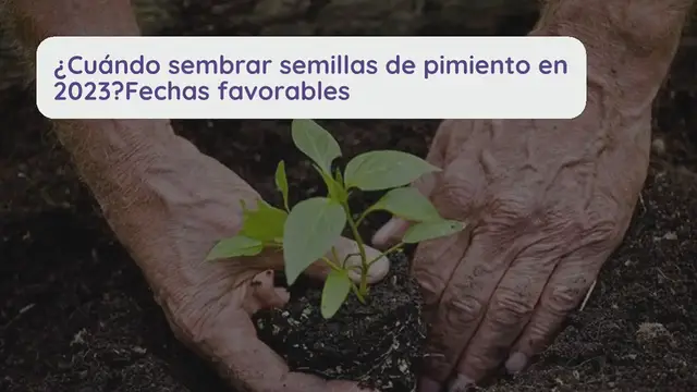 Video thumbnail for ¿Cuándo sembrar semillas de pimiento en 2023? Fechas favorable
