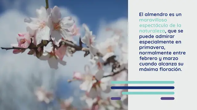 Video thumbnail for Así se cultiva el almendro: todos los consejos del jardinero