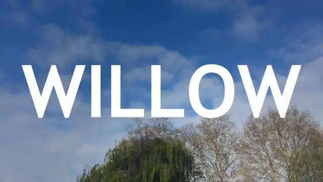 Video thumbnail for Weeping Willow Bonsai, From Cutting, 1