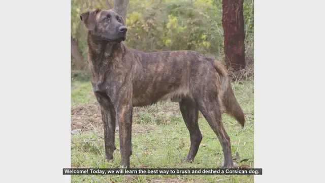 Video thumbnail for How to Brush and Deshed Your Corsican Dog: Step-by-Step Guide