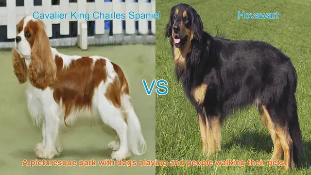 Video thumbnail for Cavalier King Charles Spaniel vs. Hovawart: Breed Comparison Guide