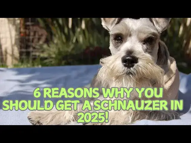 Video thumbnail for 6 Reasons Why You Should Get a Schnauzer in 2025! 🐶✨