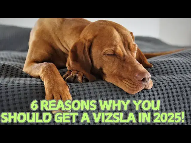 Video thumbnail for 6 Reasons Why You Should Get a Vizsla in 2025! 🌟