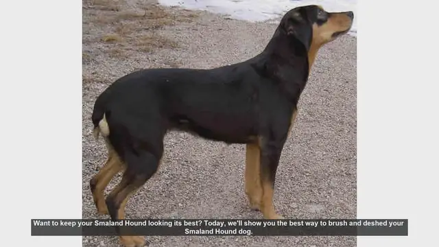 Video thumbnail for How to Brush and Deshed Your Smaland Hound: Essential Tips
