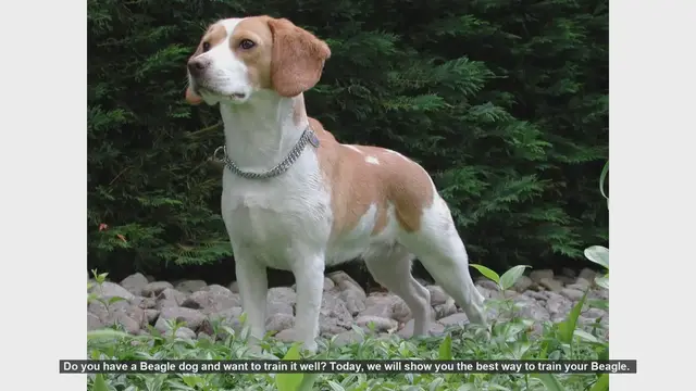 Video thumbnail for Ultimate Guide to Training Your Beagle: Tips and Techniques