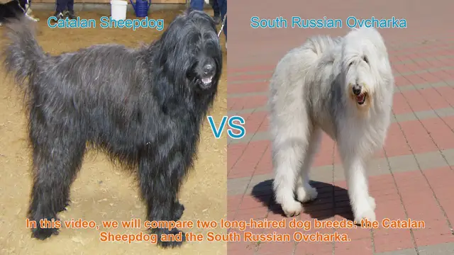 Video thumbnail for Catalan Sheepdog vs. South Russian Ovcharka: A Breed Comparison