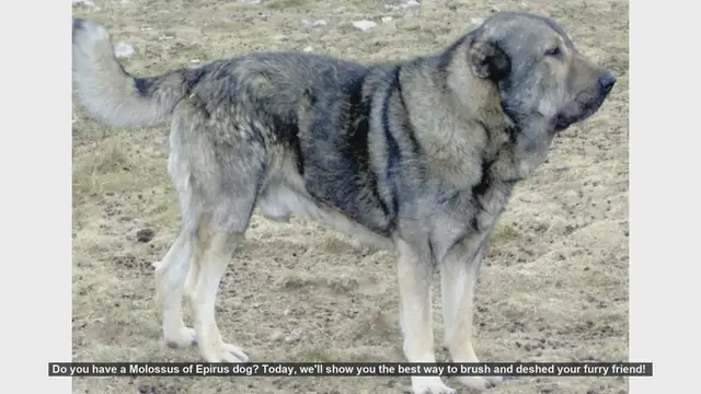 Video thumbnail for How to Brush and Deshed Your Molossus of Epirus Dog