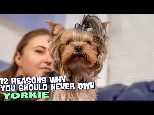 Video thumbnail for 12 Reasons Why You Should Never Own a Yorkie! 🐾