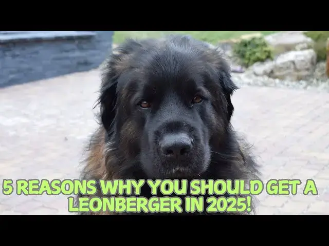 Video thumbnail for 5 Reasons Why You Should Get a Leonberger in 2025! 🐕‍🦺