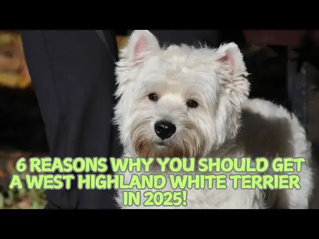 Video thumbnail for 6 Reasons Why You Should Get a West Highland White Terrier in 2025! 🐾