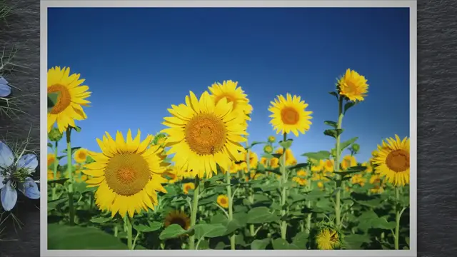 'Video thumbnail for How to Make a Simple Flower Garden: A Step-by-Step Guide'