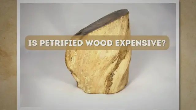 'Video thumbnail for Is Petrified Wood Expensive?'