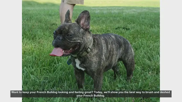 Video thumbnail for How to Brush and Deshed Your French Bulldog: Tips for a Healthy Coat