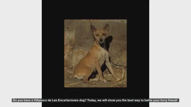 Video thumbnail for How to Bathe Your Villanuco de Las Encartaciones Dog: Step-by-Step Guide