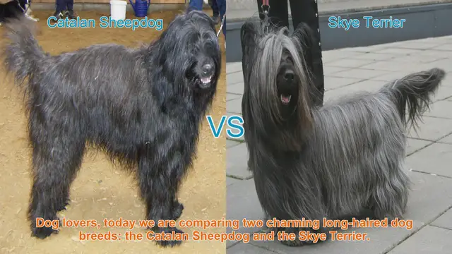 Video thumbnail for Comparing Catalan Sheepdog and Skye Terrier: Long-Haired Dog Breeds