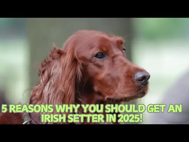 Video thumbnail for 5 Reasons Why You Should Get an Irish Setter in 2025! 🐾