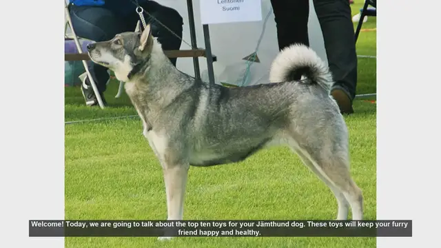 Video thumbnail for Top 10 Toys to Keep Your Jämthund Dog Happy and Healthy