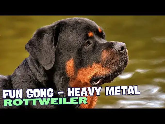 Video thumbnail for Big Jaws, Slobber and Drool🎶🐾