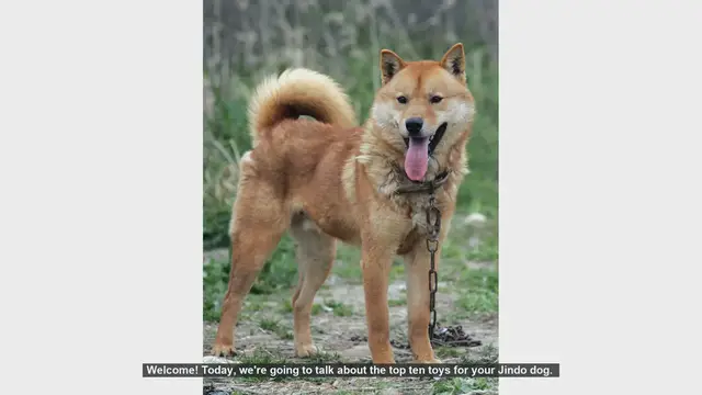 Video thumbnail for Top 10 Toys for Your Jindo Dog