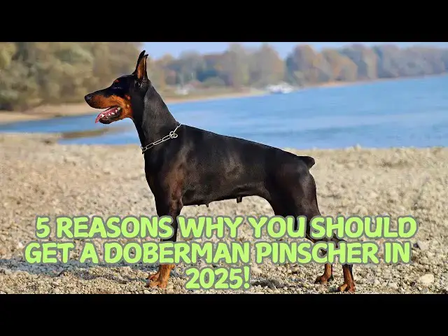 Video thumbnail for 5 Reasons Why You Should Get a Doberman Pinscher in 2025! 🐾