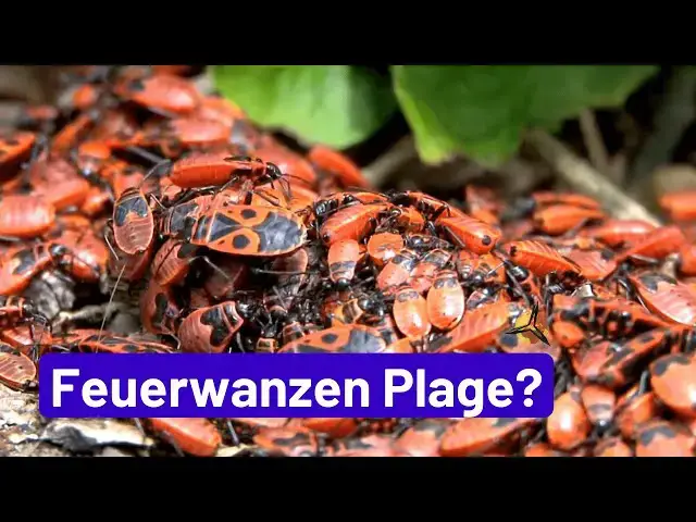 Unterschiede zwischen Schilf und Bambus