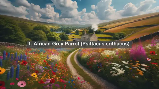 Video thumbnail for Discovering Central African Treasures: Top 10 Native Birds of the Central African Republic