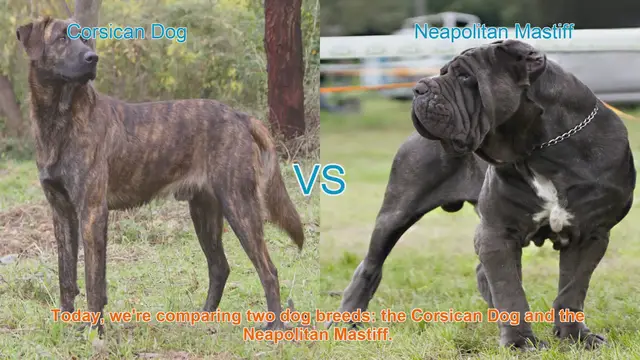 Video thumbnail for Corsican Dog vs. Neapolitan Mastiff: A Comprehensive Comparison