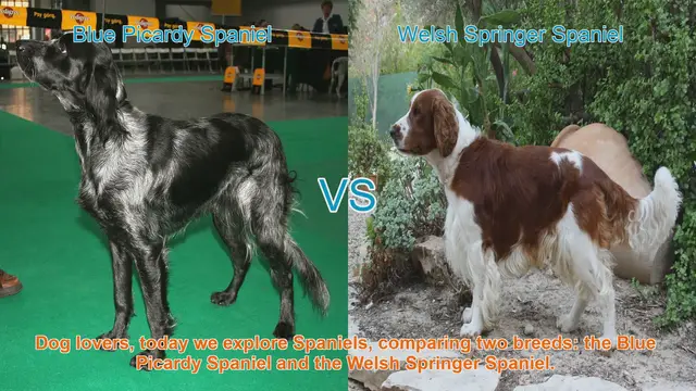 Video thumbnail for Comparing Blue Picardy Spaniel and Welsh Springer Spaniel: A Guide for Dog Lovers