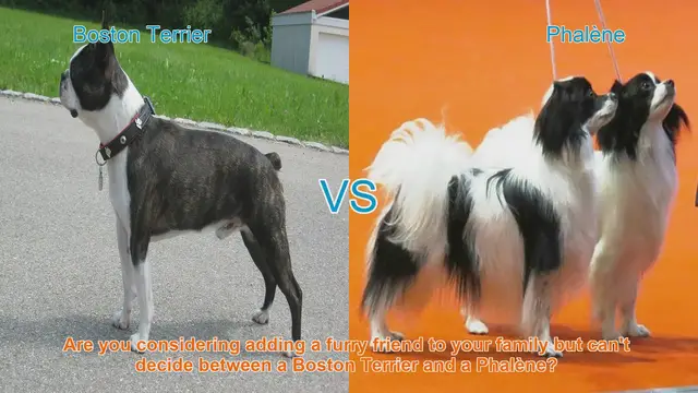 Video thumbnail for Boston Terrier vs. Phalène: Choosing the Perfect Canine Companion