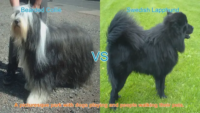 Video thumbnail for Bearded Collie vs. Swedish Lapphund: A Comparison of Two Beautiful Long-Haired Breeds