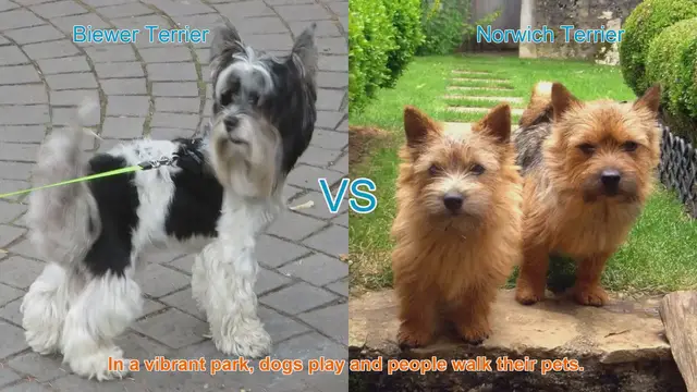 Video thumbnail for Biewer Terrier vs. Norwich Terrier: A Comprehensive Comparison