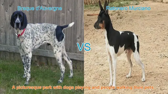 Video thumbnail for Comparing Braque d'Auvergne and Ratonero Murciano: Origins, Characteristics, and Temperament