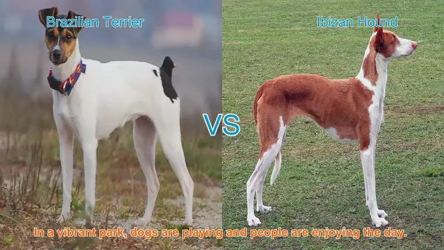 Video thumbnail for Brazilian Terrier vs. Ibizan Hound: A Breed Comparison
