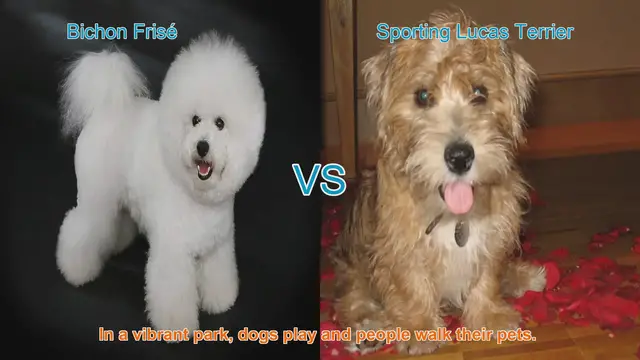 Video thumbnail for Bichon Frisé vs. Sporting Lucas Terrier: A Comparison of Delightful Dog Breeds