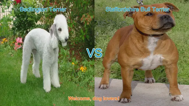 Video thumbnail for Bedlington Terrier vs. Staffordshire Bull Terrier: A Comprehensive Comparison