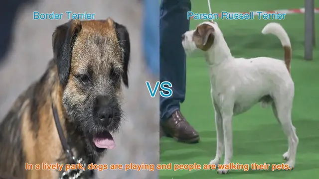Video thumbnail for Border Terrier vs. Parson Russell Terrier: A Comparison of Two Playful Breeds