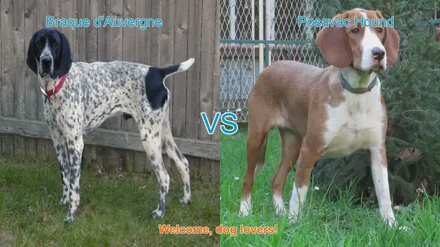Video thumbnail for Braque d'Auvergne vs. Posavac Hound: A Comprehensive Comparison