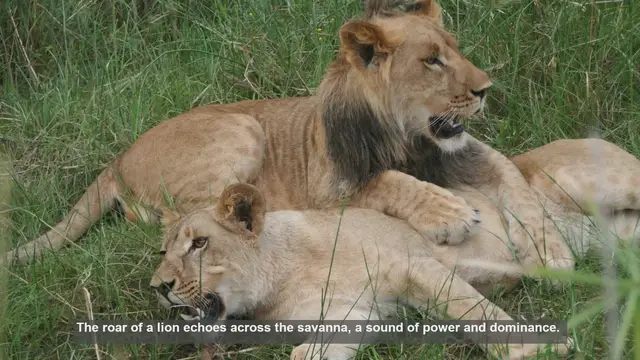 Video thumbnail for 10 Unique Lion Pride Hierarchies: Social Structures in the Wild