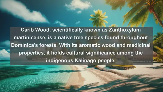 Video thumbnail for Exploring Nature's Bounty: Top 10 Native Flora in Dominica